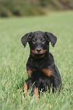 BEAUCERON - PUPPIES 412